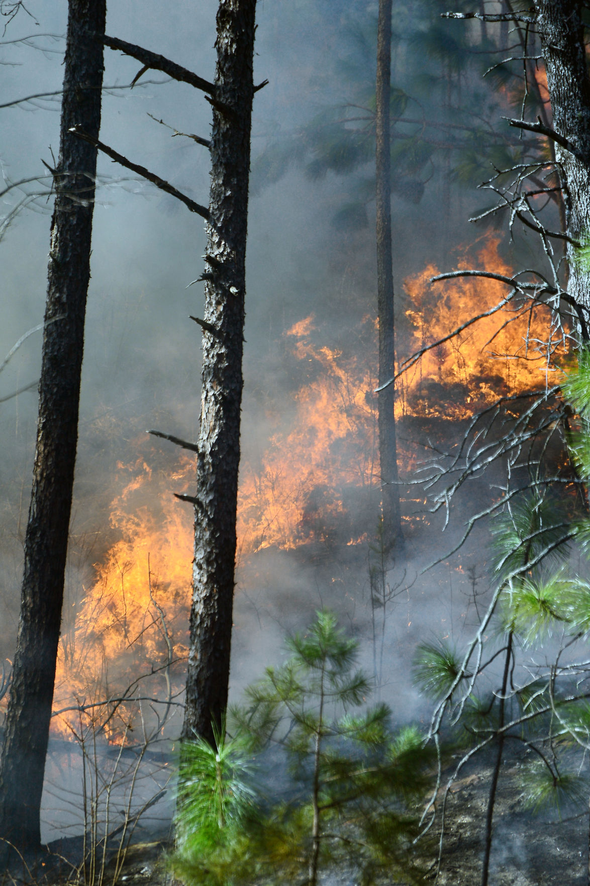 Prescribed Burn